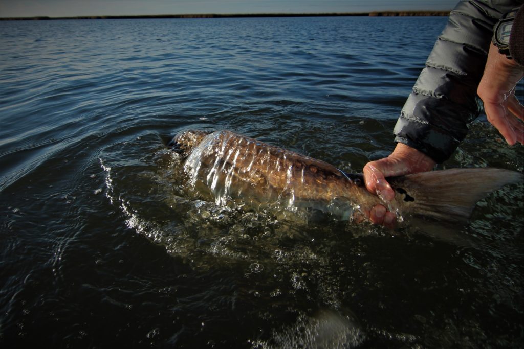Releasing a Louisiana Marsh Redfish.
